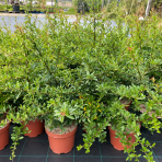 Hlohyňa šarlátová (Pyracantha) ´GOLDEN CHARMER´ - výška 50-70 cm, kont. C3L